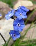 Myosotis alpestris. Цветки. Краснодарский край, хр. Аибга, ≈ 2500 м н.у.м., каменистое место. 02.07.2015.