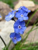 Myosotis alpestris