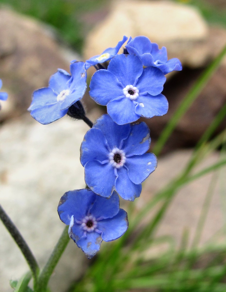 Изображение особи Myosotis alpestris.