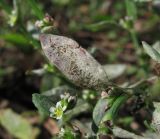 Polygonum aviculare