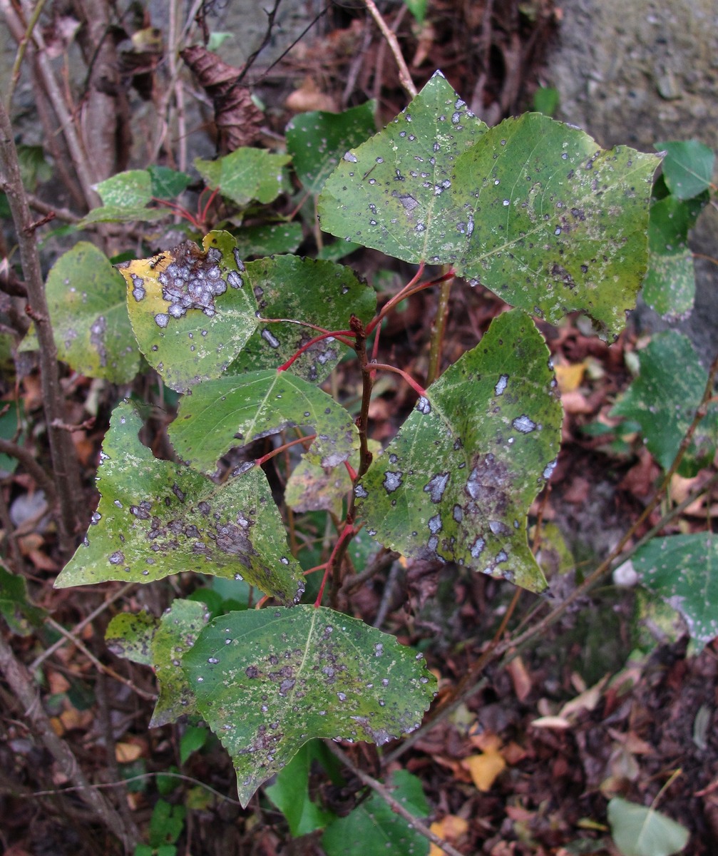 Image of Populus nigra specimen.