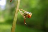 Pyrola rotundifolia