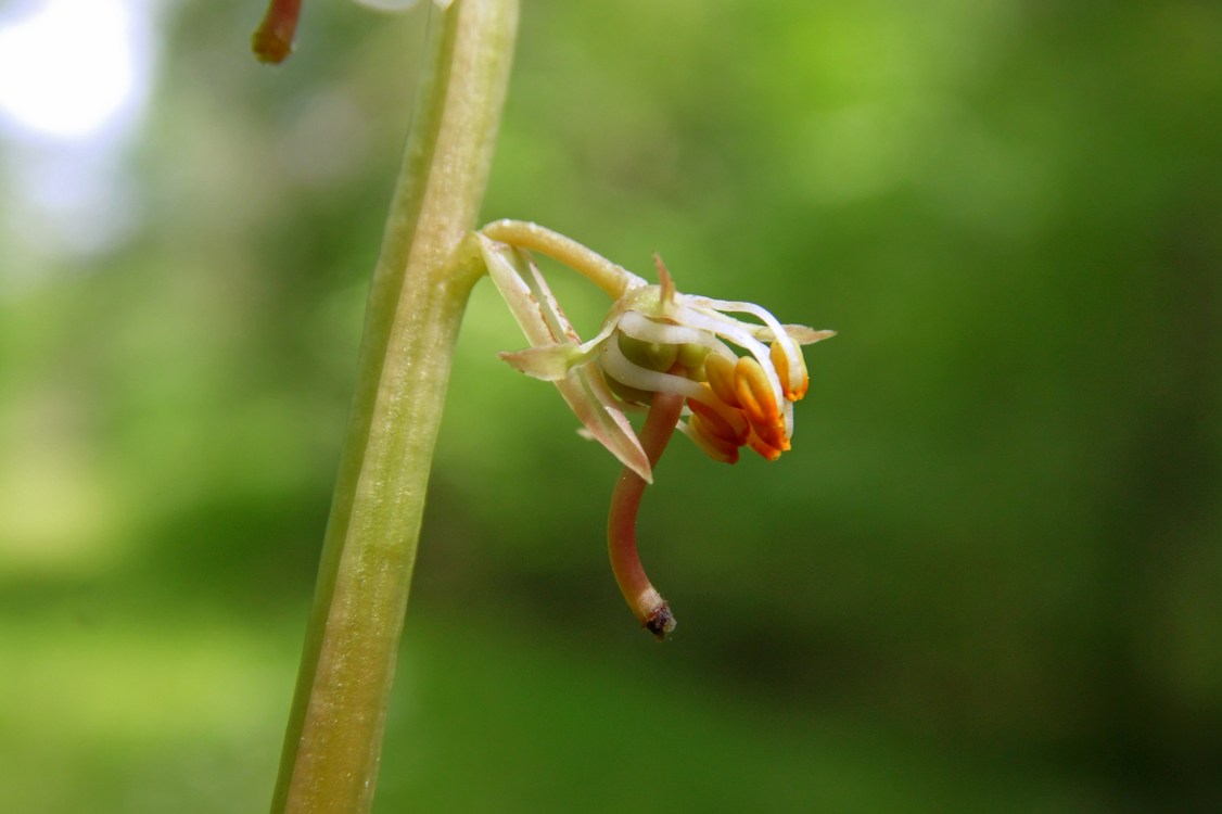 Image of Pyrola rotundifolia specimen.