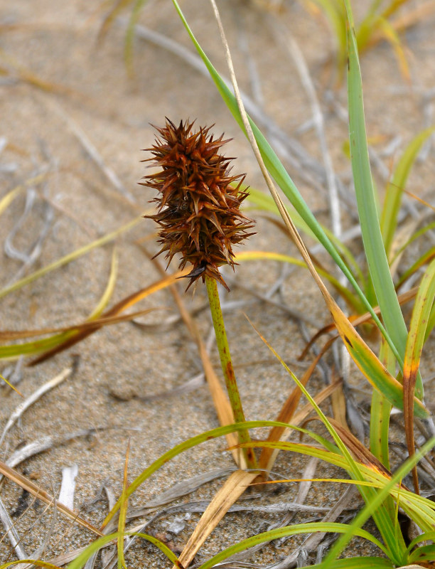 Изображение особи Carex macrocephala.