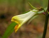 Image of taxon representative. Author is Евгений Пахомов