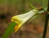 Melampyrum pratense