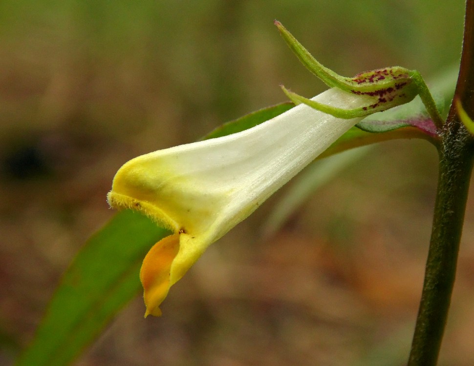 Изображение особи Melampyrum pratense.