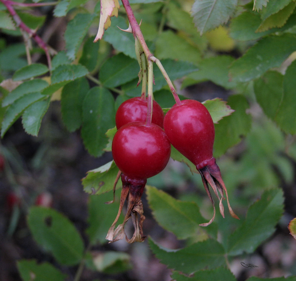 Image of Rosa laxa specimen.