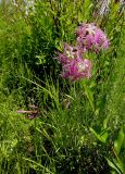Dianthus superbus