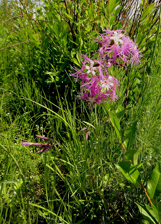 Image of Dianthus superbus specimen.