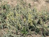 Artemisia cuspidata