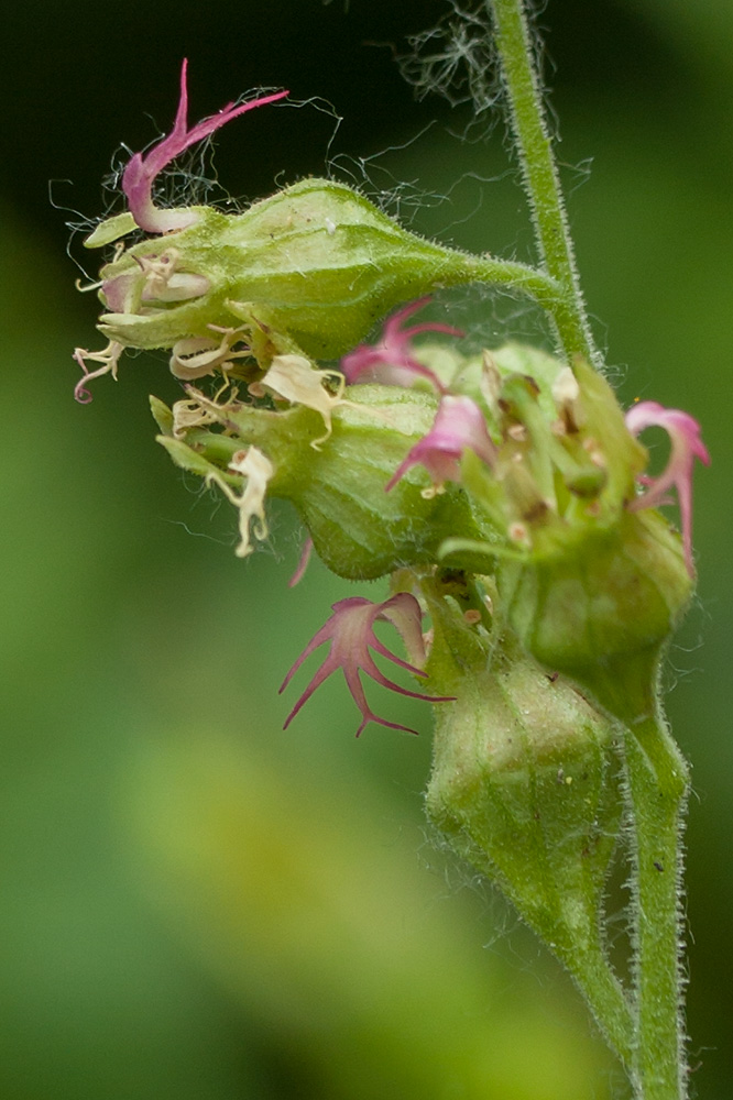 Image of Tellima grandiflora specimen.