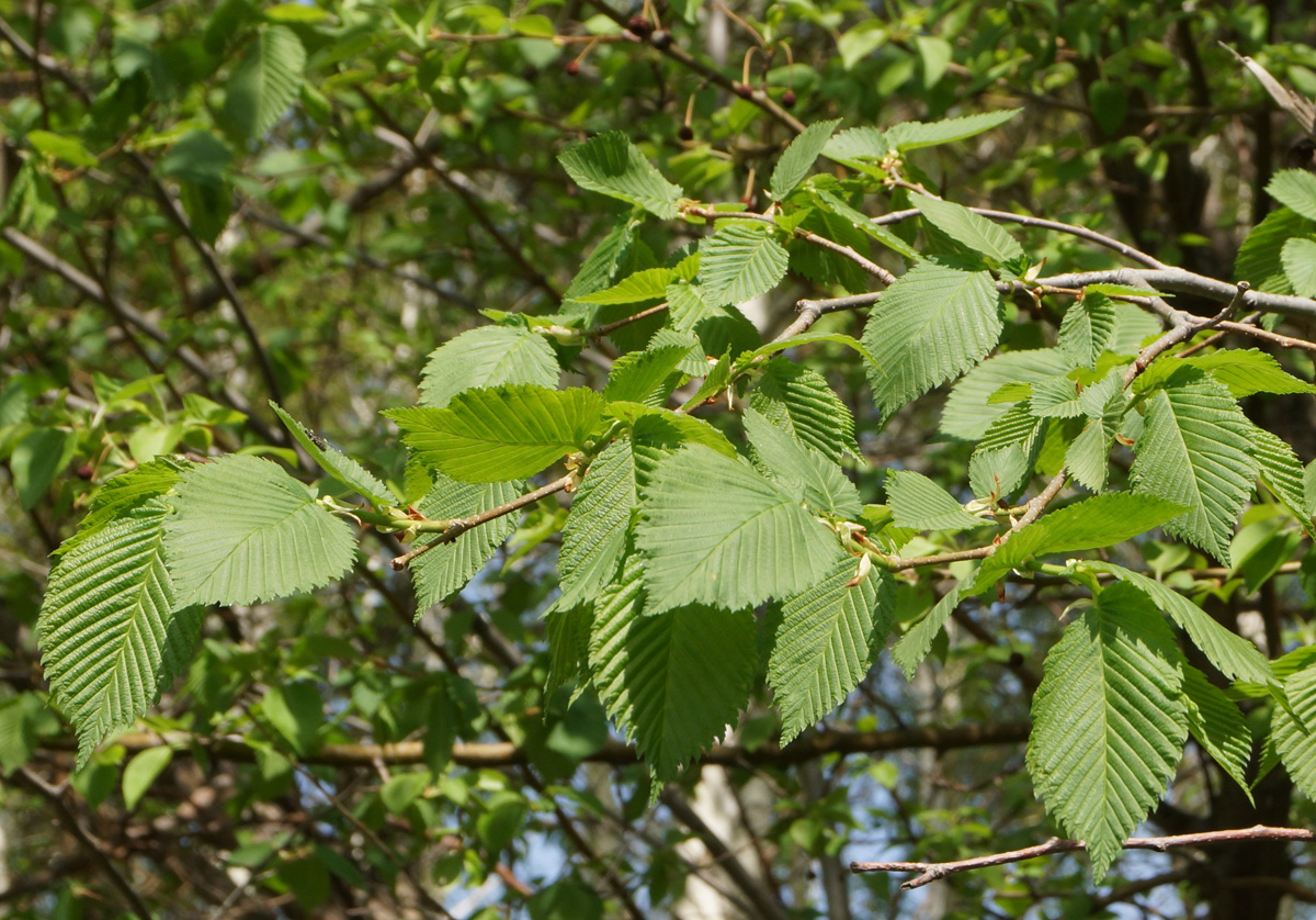 Image of Ulmus laevis specimen.