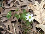 Thalictrum thalictroides