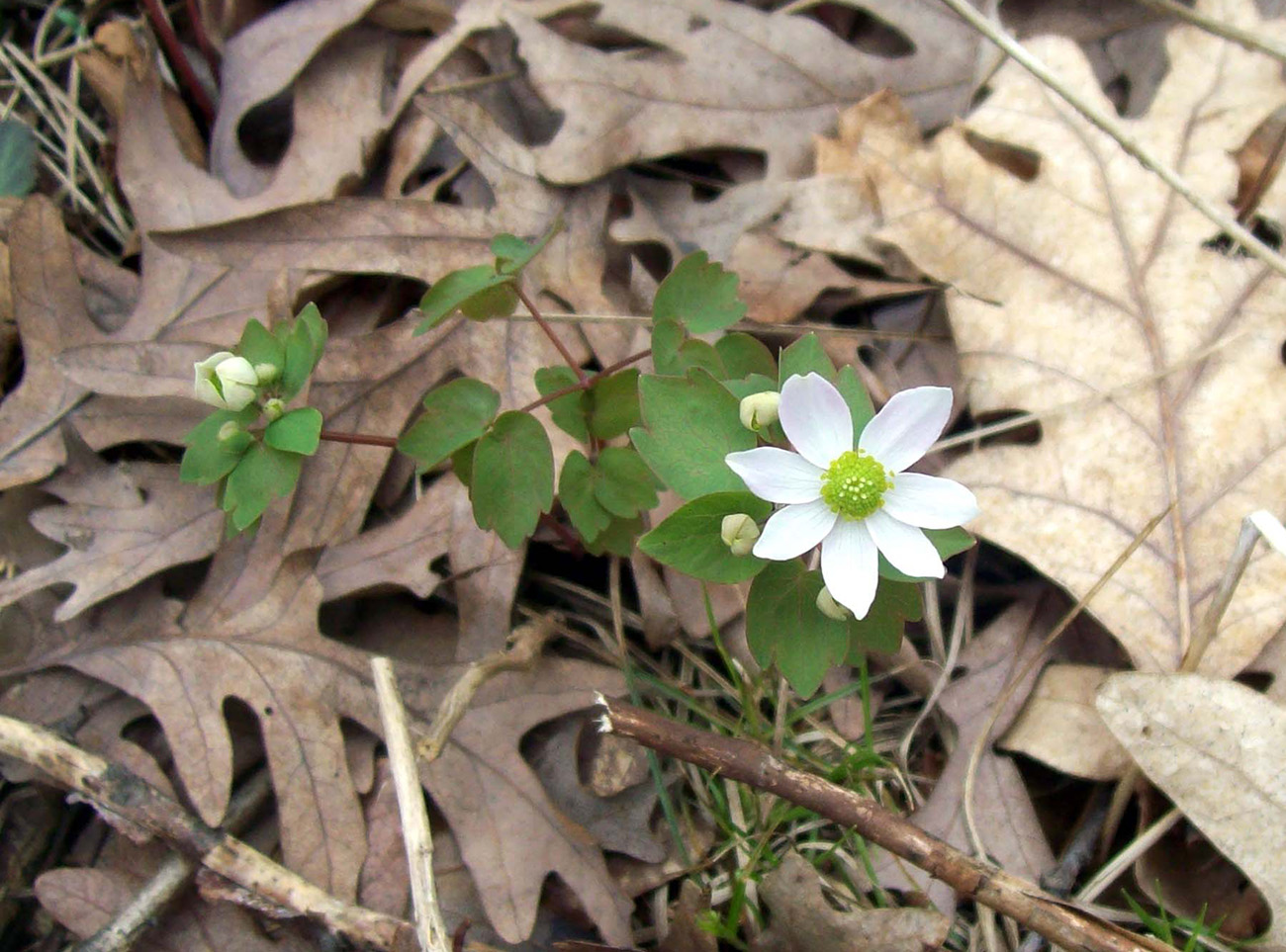 Изображение особи Thalictrum thalictroides.