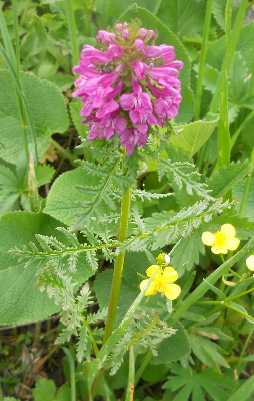 Image of Pedicularis macrochila specimen.