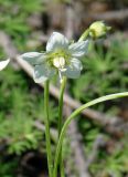 Parnassia palustris. Верхушка побега с цветком. Якутия (Саха), Нерюнгринский р-н, окр. перевала Тит. 26.08.2008.