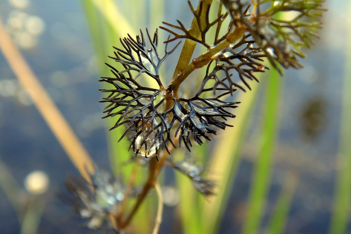 Image of Ranunculus circinatus specimen.