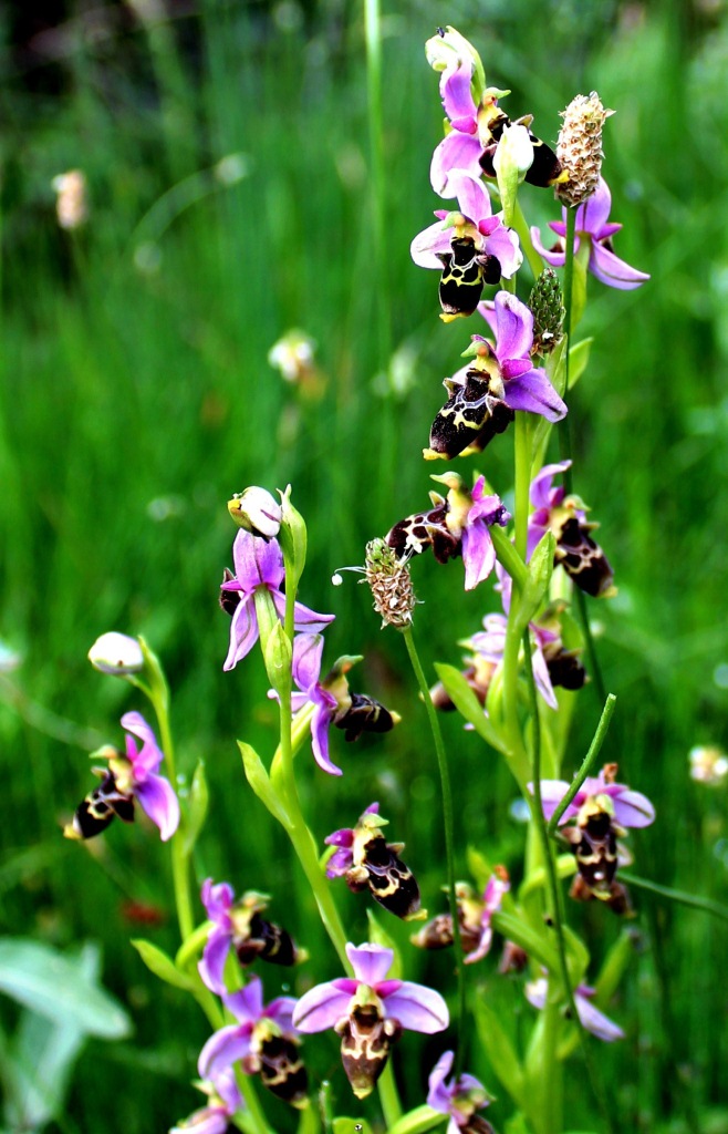 Изображение особи Ophrys oestrifera.