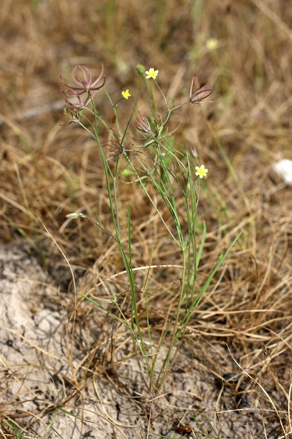 Image of Koelpinia linearis specimen.