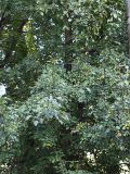 Pyrus pyraster