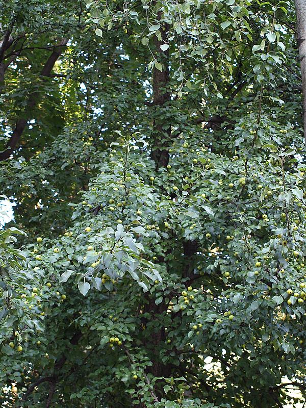 Image of Pyrus pyraster specimen.