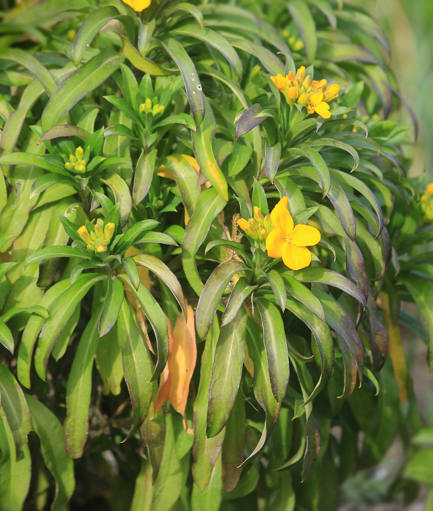 Image of Cheiranthus cheiri specimen.