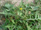 Sonchus oleraceus. Цветущее растение. Якутия (Саха), Ленский р-н, г. Ленск. 16.08.2012.