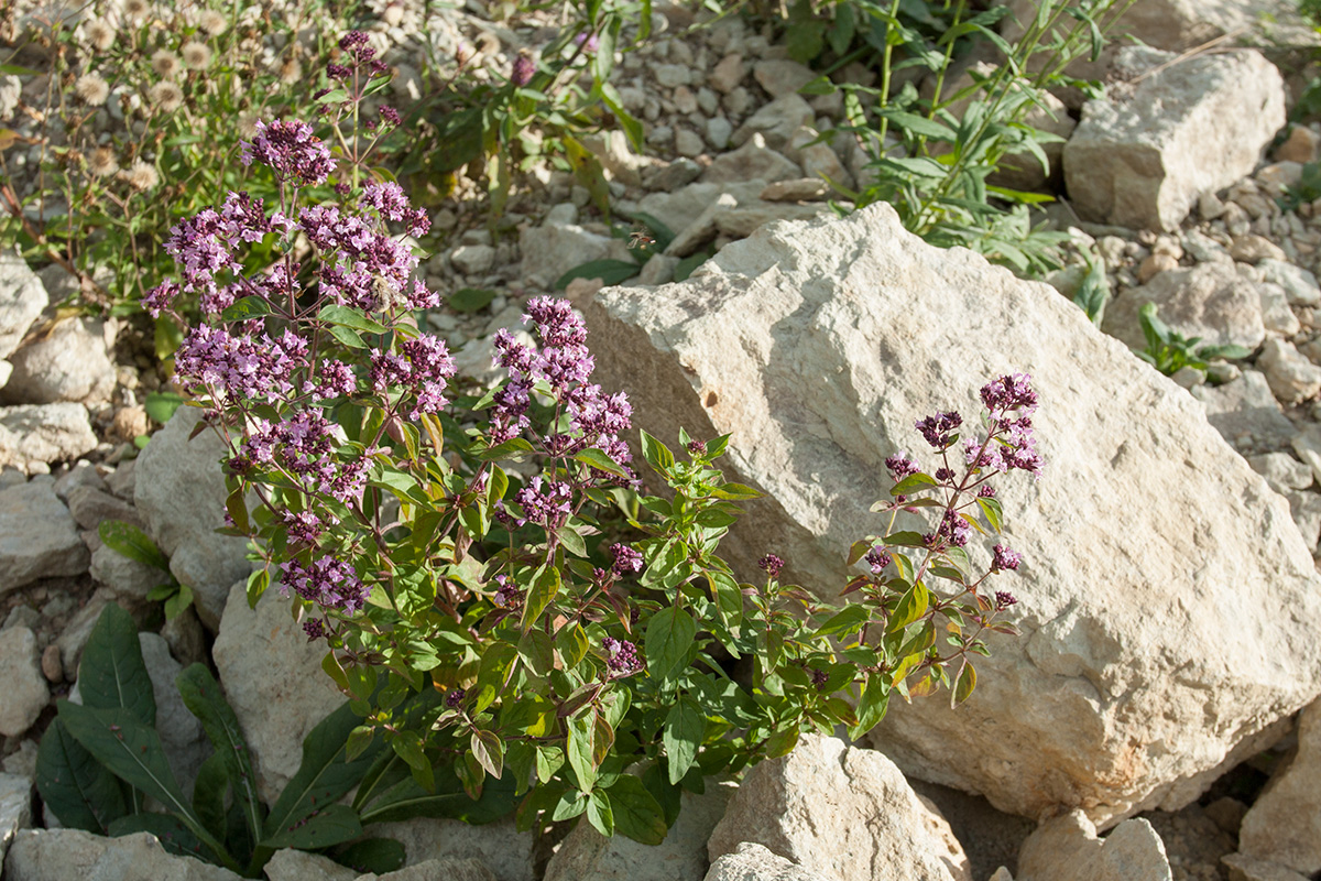 Изображение особи Origanum vulgare.