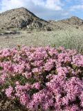 Acanthophyllum borsczowii. Цветущее растение. Узбекистан, пустыня Кызылкум, останец Султануиздаг (Султан-Увайс), южный склон. 16.05.2015.