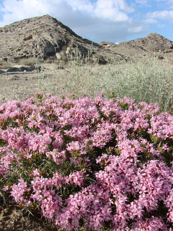 Изображение особи Acanthophyllum borsczowii.