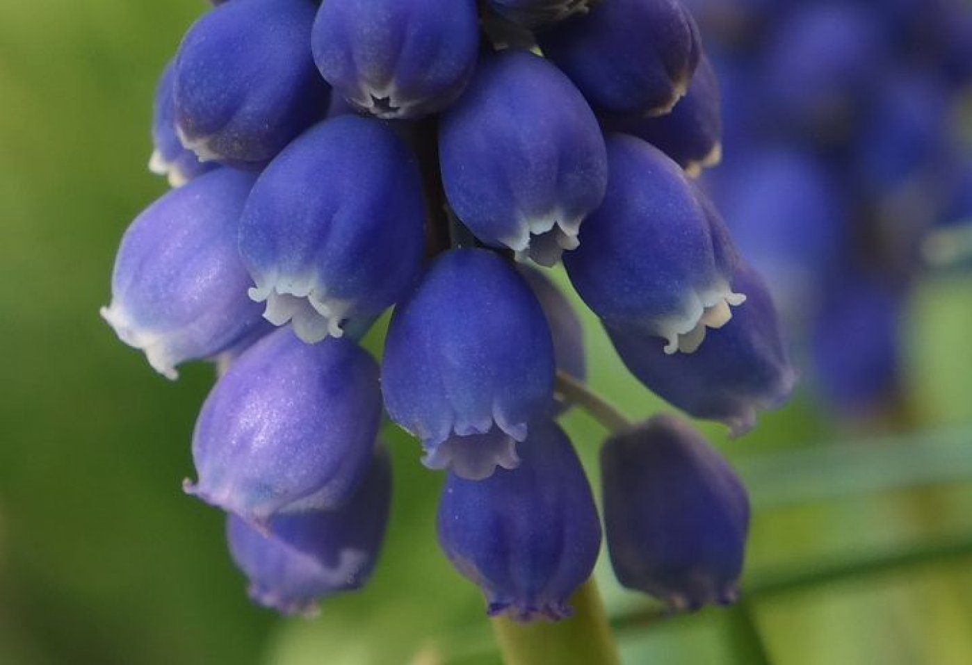Image of genus Muscari specimen.