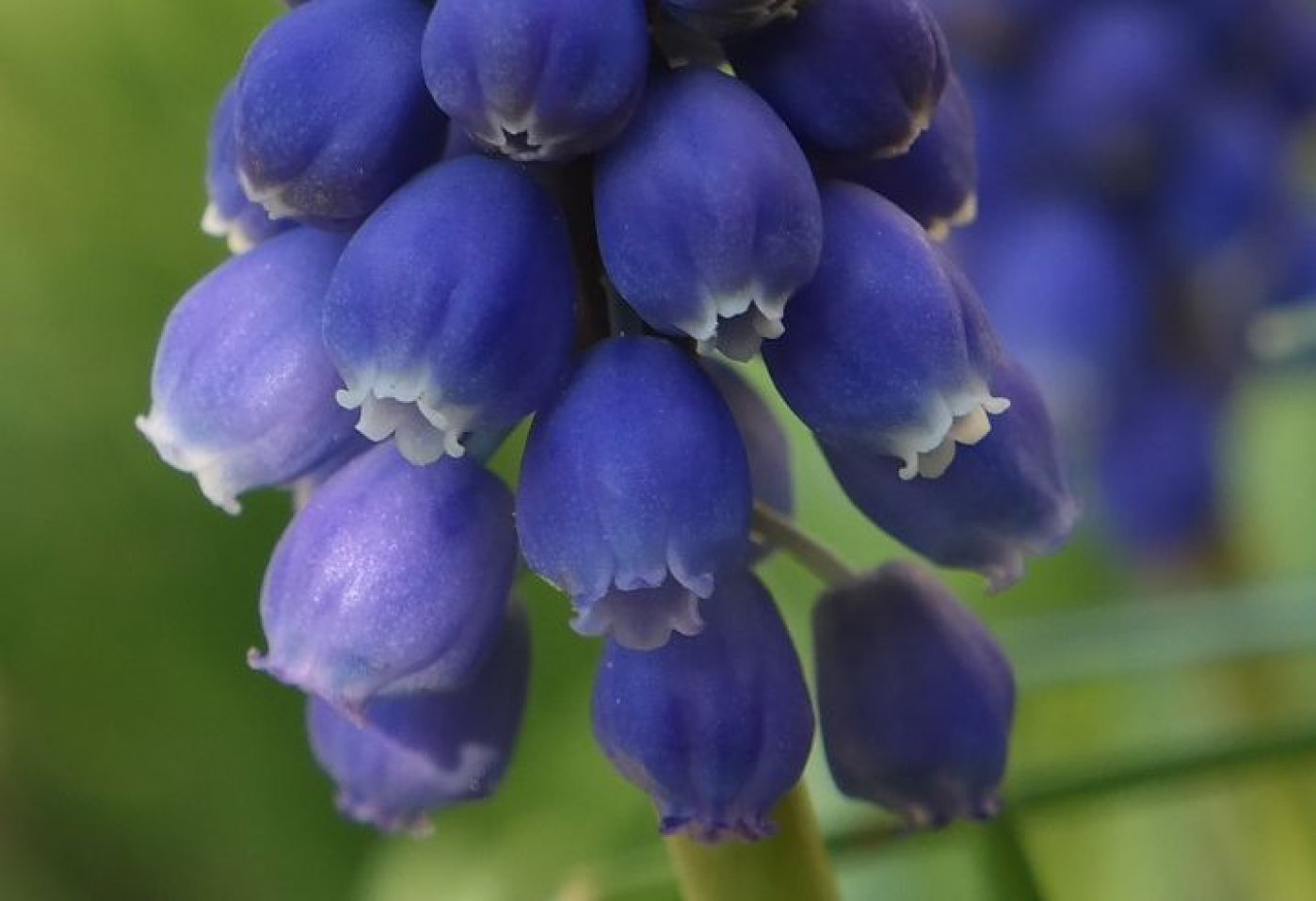 Изображение особи род Muscari.