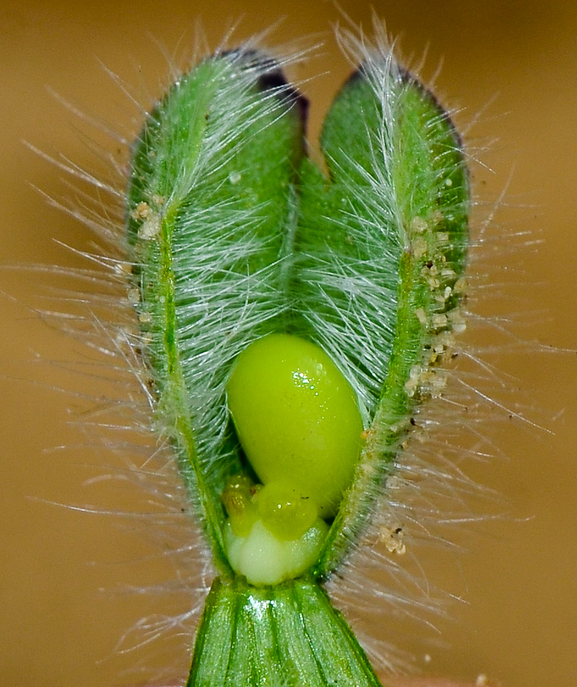 Изображение особи Salvia lanigera.