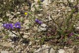 Limonium sinuatum