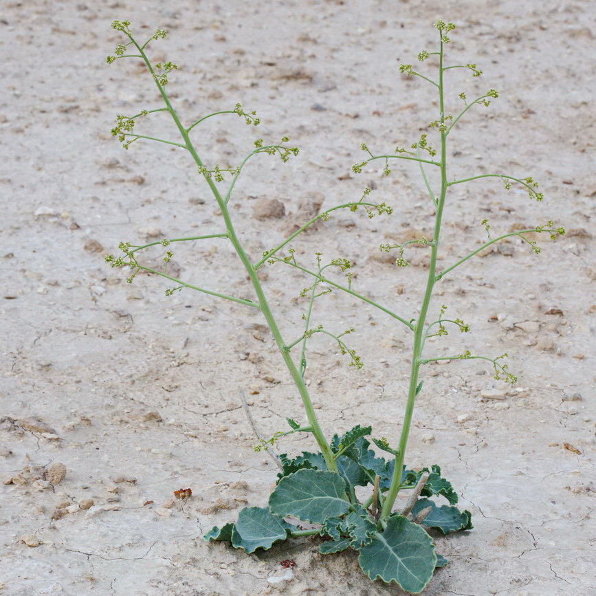 Image of Crambe edentula specimen.