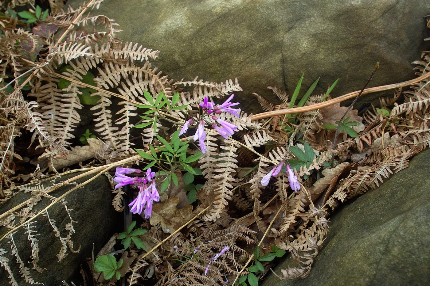 Изображение особи Cardamine quinquefolia.