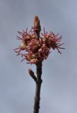 Acer saccharinum