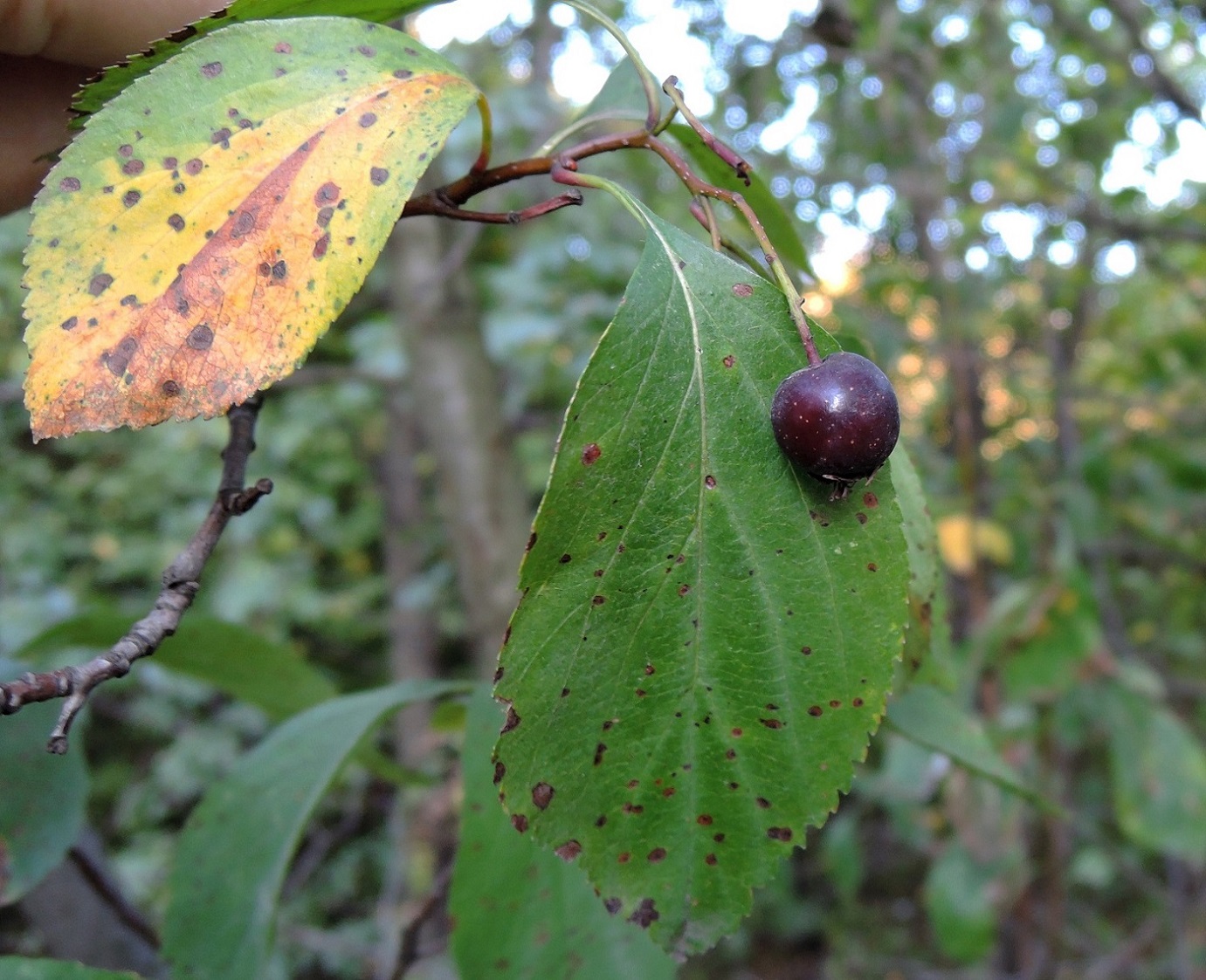 Image of Crataegus rivularis specimen.