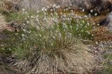 Eriophorum vaginatum. Отцветшее растение. Ленинградская обл., Всеволожский р-н, окр. пос. Куйвози, зарастающее осушенное болото. 09.05.2016.