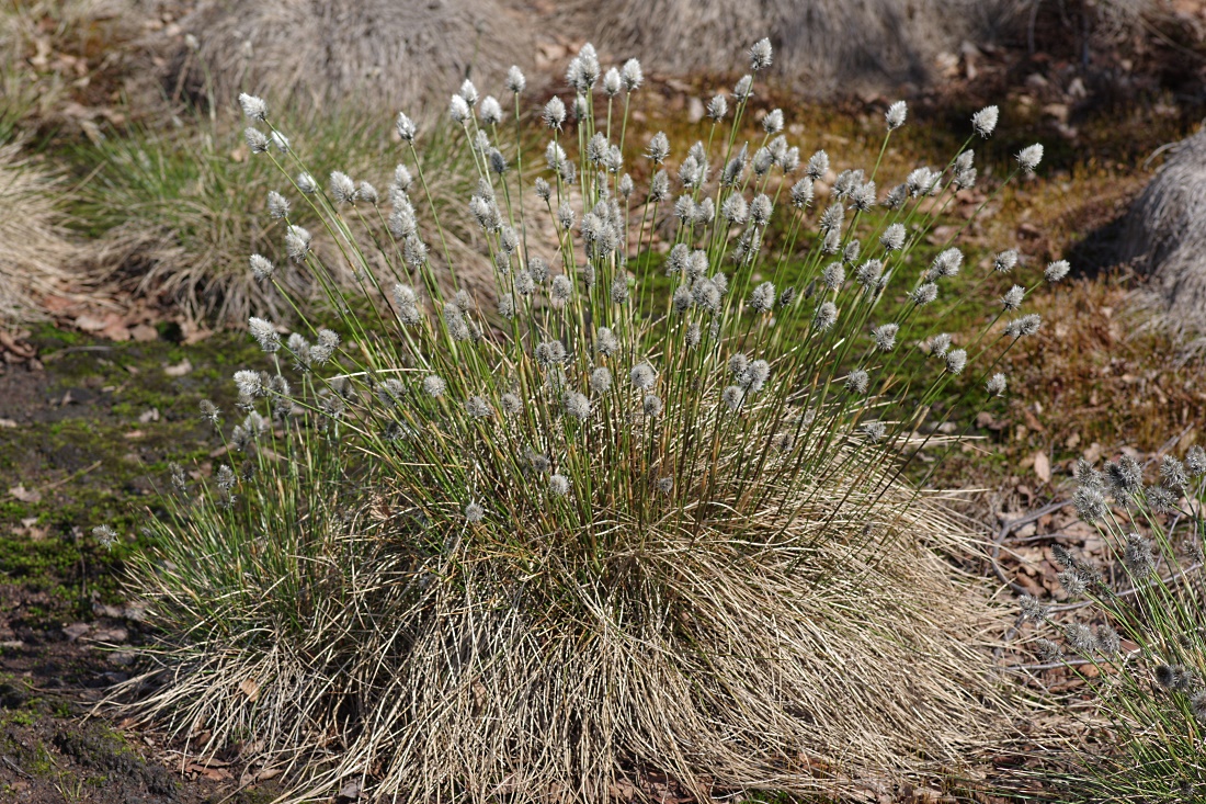 Изображение особи Eriophorum vaginatum.