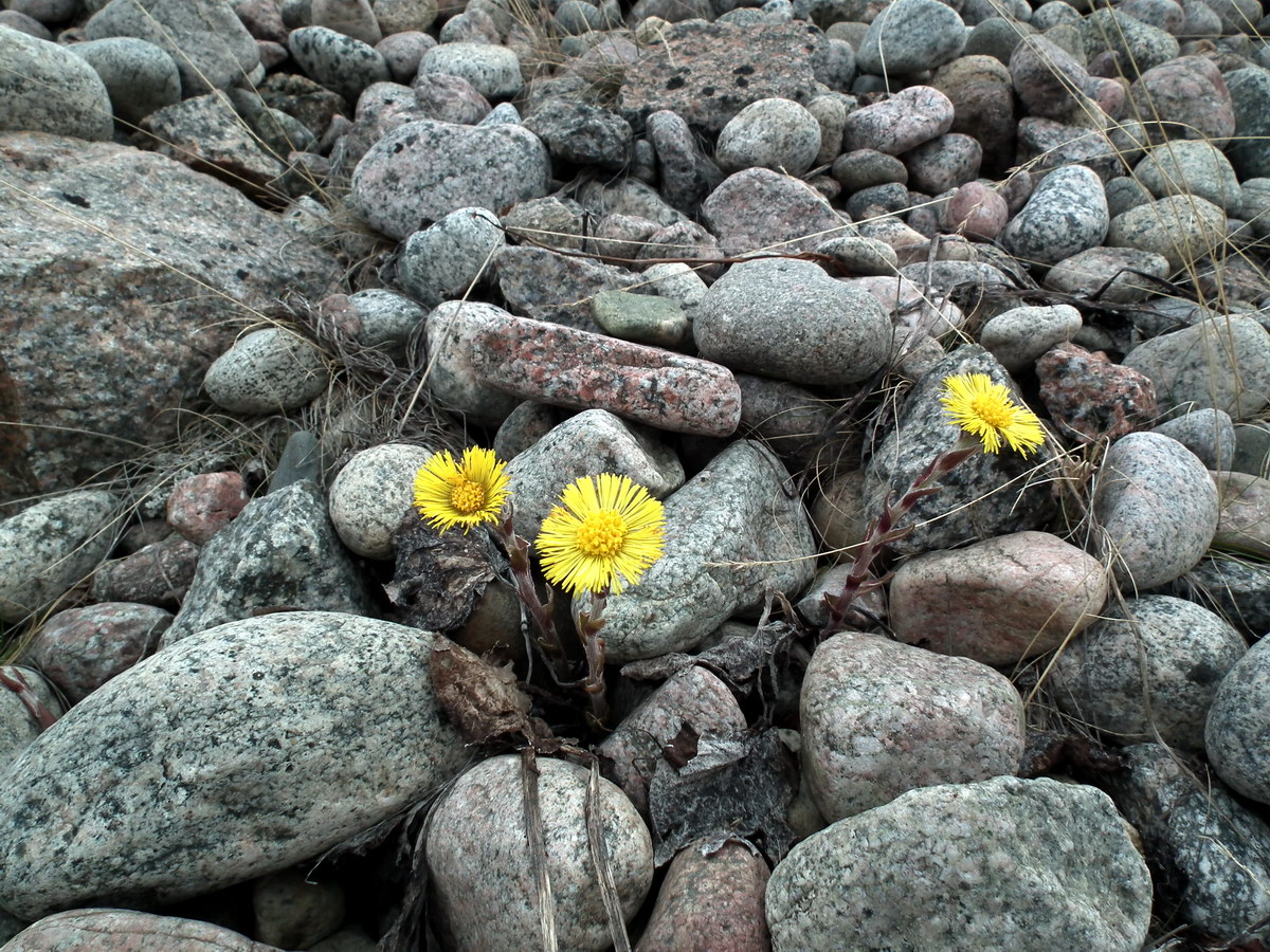 Изображение особи Tussilago farfara.