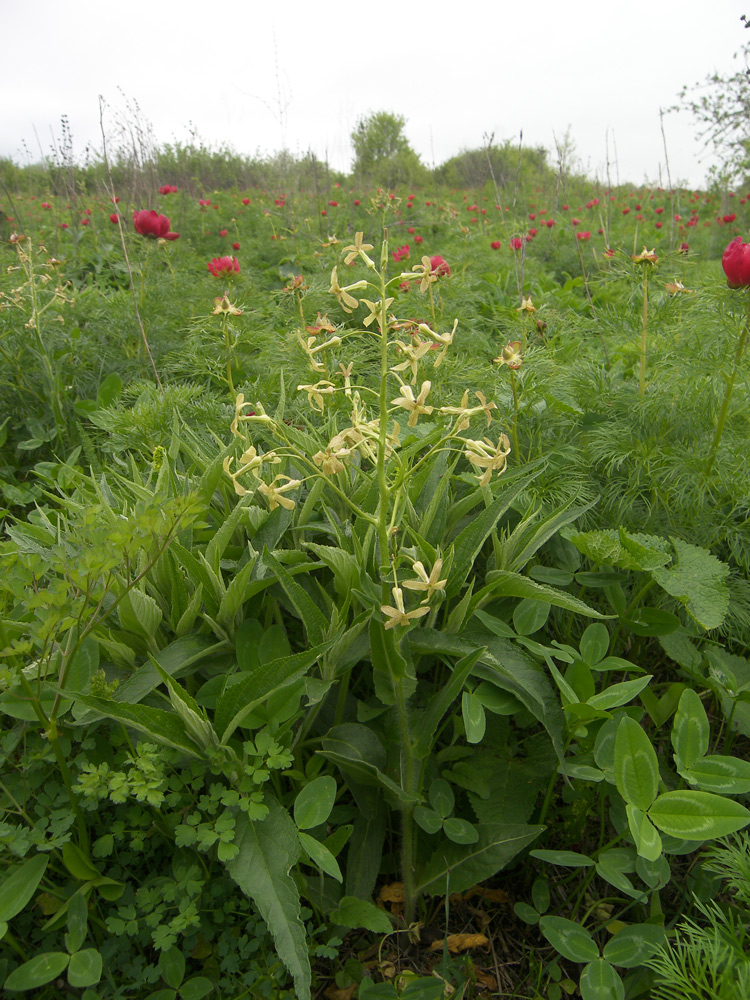 Изображение особи Hesperis tristis.