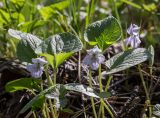 Viola epipsila