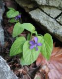 Viola hirtipes. Цветущее растение. Приморский край, окр. г. Находка, на склоне среди камней. 31.05.2016.