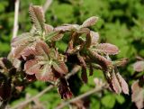 Quercus dentata