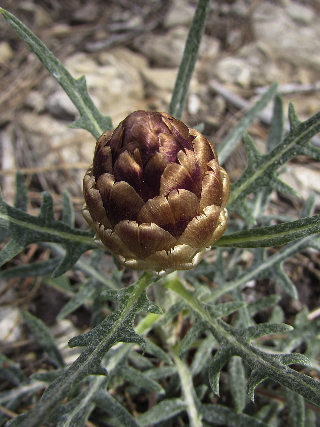 Изображение особи Rhaponticum coniferum.