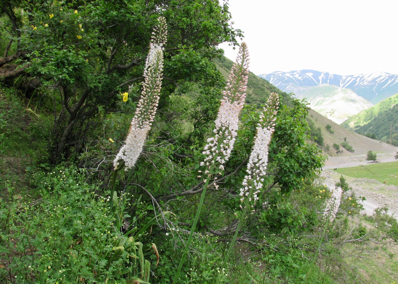 Image of Eremurus robustus specimen.