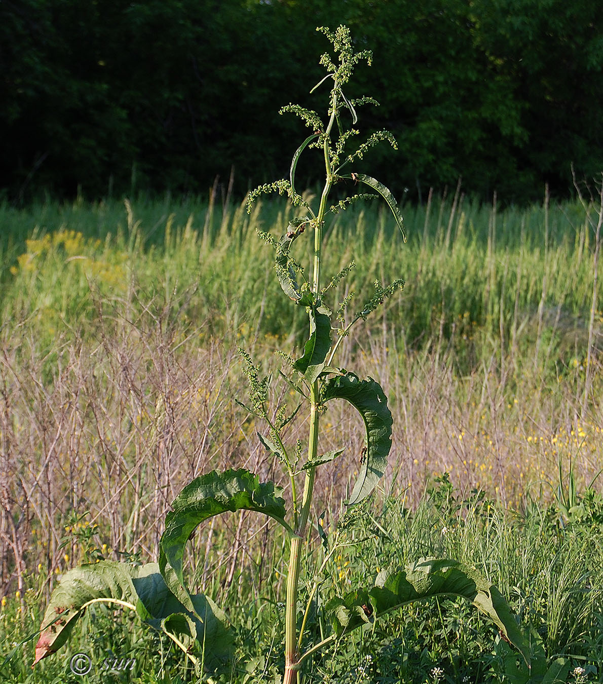 Изображение особи Rumex patientia.