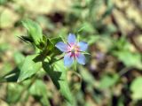 Anagallis foemina. Цветок. Узбекистан, Угамский хр. в окр. пос. Хумсан. 01.06.2008.